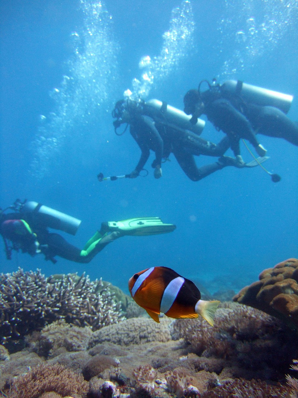 diver, clown fish, diving-2200821.jpg